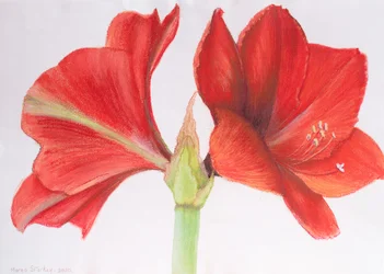 Amaryllis, 2015 (pastel)